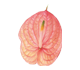 گل آنتوریوم نانزیا